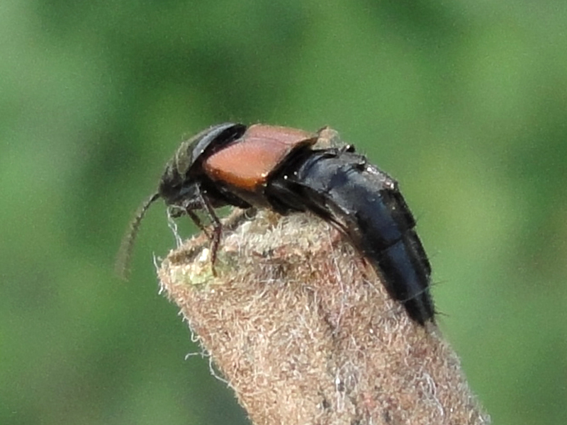 Staphylinidae, genera Philonthus